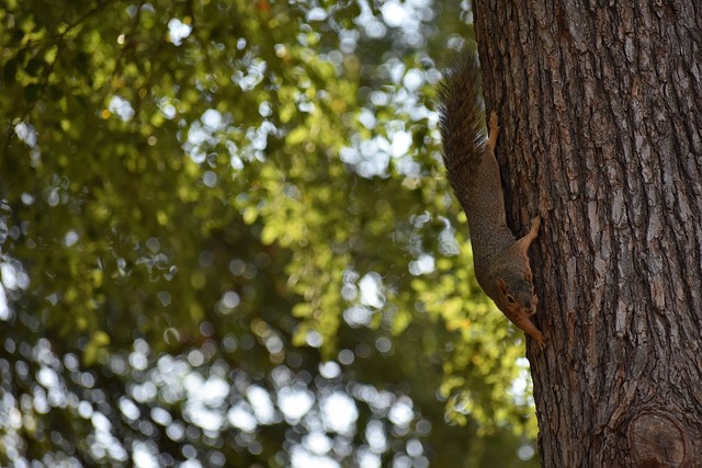 奇才队与篮 奇才队与篮