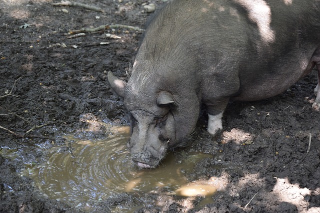 沙特阿拉伯 沙特阿拉伯